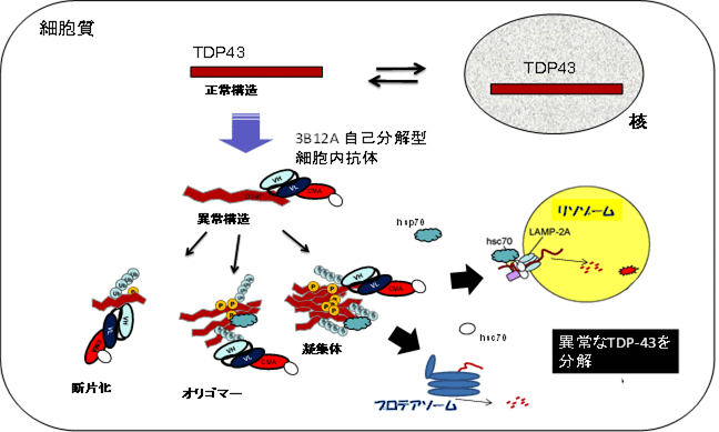筋萎縮性側索硬化症の異常凝集体を除去する治療抗体の開発に成功～ALSの根治治療への道を開く～