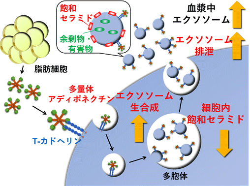 図1．アディポネクチンの作用メカニズム