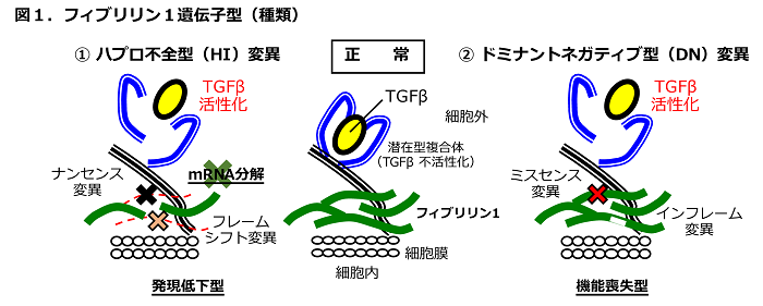 図1 フィブリリン1遺伝子型（種類）