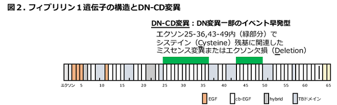 図2 フィブリリン1遺伝子の構造とDN-CD変異