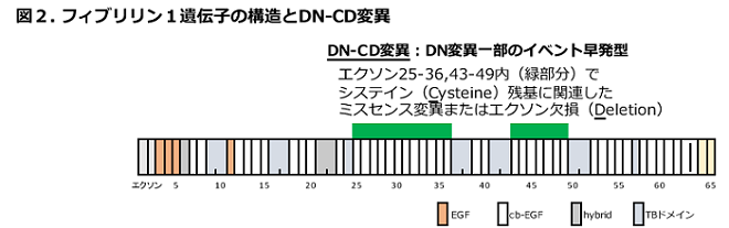 å³2ããã£ããªãªã³1éºä¼å­ã®æ§é ã¨DN-CDå¤ç°