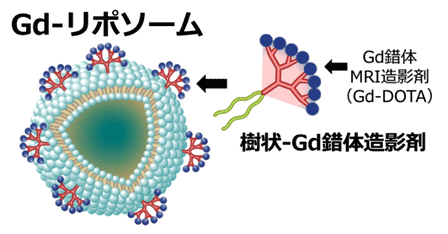 図2 高感度なガドリニウム錯体MRI造影剤