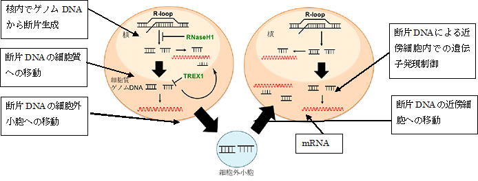 図1　核由来の細胞質ゲノムDNAによる遺伝子発現制御機構の詳細（今回の発見）