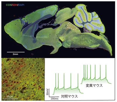 図1 Ant1変異マウスの脳切片の染色像とセロトニン神経細胞の活動