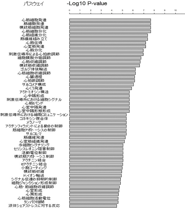 多人種解析により心房細動の新しい遺伝子マーカーを同定