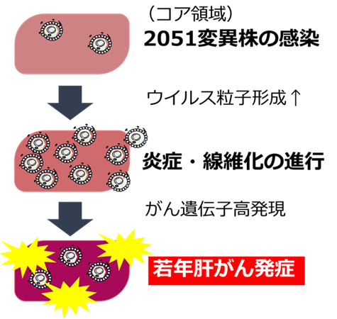 図1 　B型慢性肝炎ゲノタイプFの肝がんメカニズム