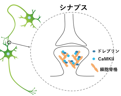 記憶をつくる分子の働きにドレブリンが関与