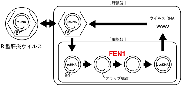 図1 B型肝炎ウイルス複製の模式図とFEN1の関与