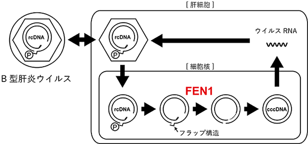 図1　B型肝炎ウイルス複製の模式図とFEN1の関与