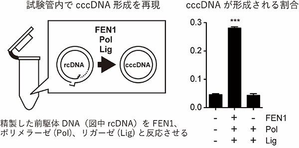図2　試験管内によるcccDNA形成