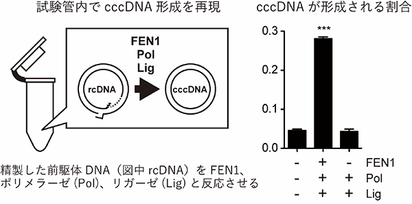 図2 試験管内によるcccDNA形成