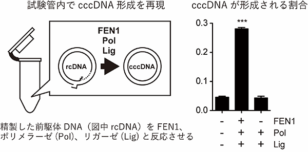 å³2ãè©¦é¨ç®¡åã«ããcccDNAå½¢æ