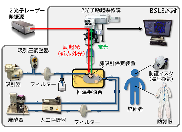 図1　生体イメージングシステムの模式図
