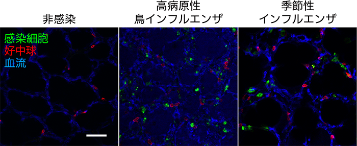 図2　インフルエンザウイルスに感染した肺の生体イメージング