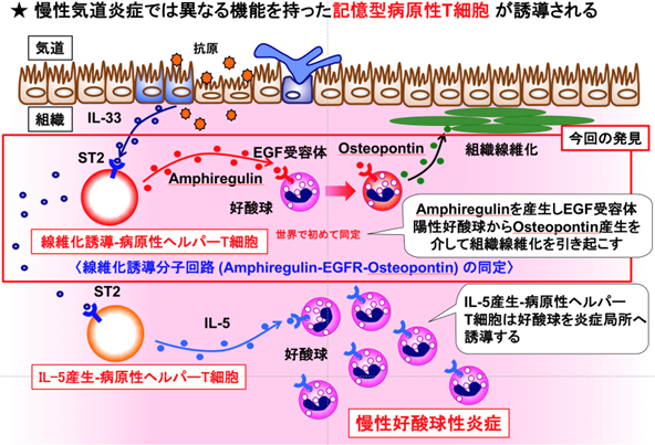 図1　Amphiregulin-Osteopontin経路を介した気道周囲の線維化誘導機構