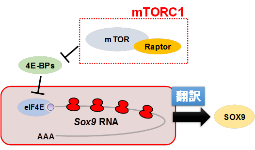 図2 mTORC1/4E-BPs経路によるSox9のRNA翻訳調節