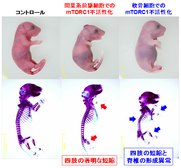 体の”かたち”づくりに重要なシグナルを発見!