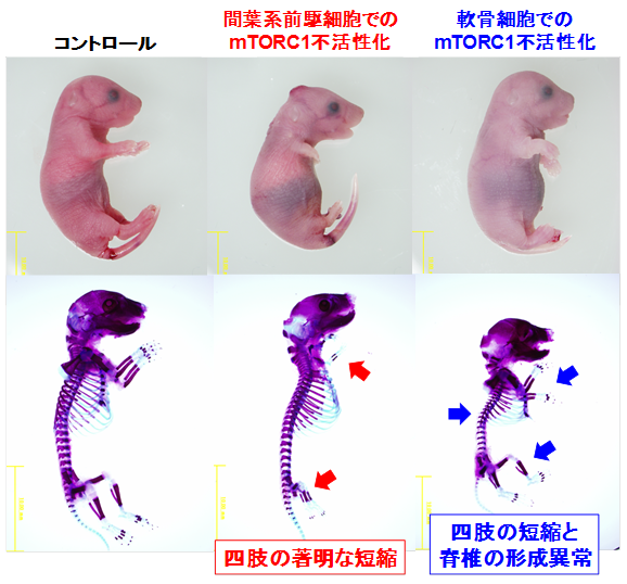 図1　胎生18.5日目の胎児の骨格標本