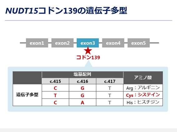 図3. NUDT15コドン139の遺伝子多型