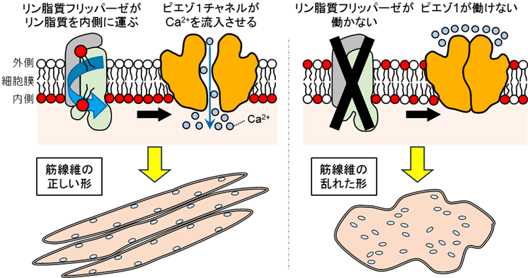 筋繊維_図