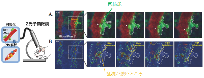 図1：マウスの生体内観察。生きたマウスの頭蓋骨の骨髄中の血流の動きをコマ送りで測定する。