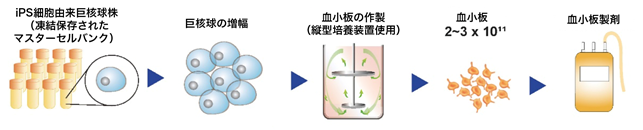 図5：血小板製造過程の確立