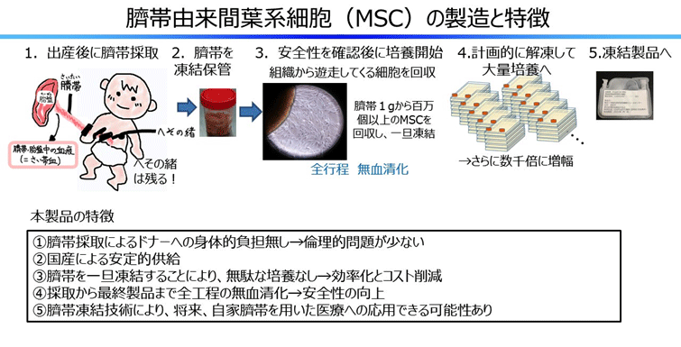 臍帯由来間葉系細胞（MSC）の製造と特徴