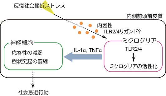 図.　本研究で解明した、反復ストレスによるうつ様行動を担う脳内炎症の働き