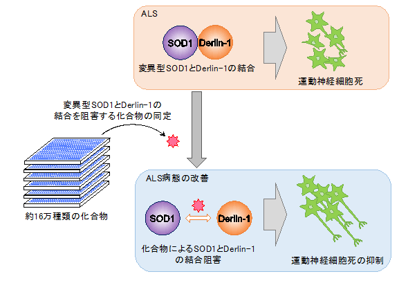 図 SOD1とDerlin-1結合阻害剤によるALS病態改善効果