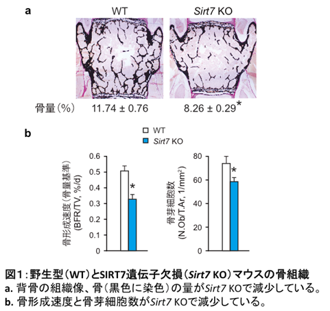 図1：野生型（WT）とSIRT7（Sirt7 KO）マウスの骨組織