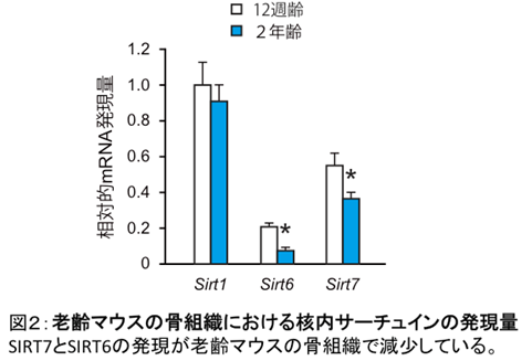 図2:老齢マウスの骨組織における閣内サーチュインの発現量