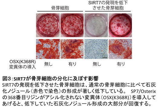図3：SIRT7が骨芽細胞の分化に及ぼす影響