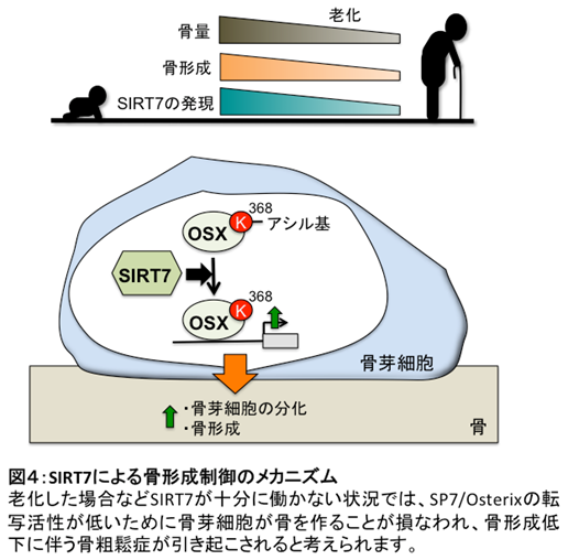 図4:SIRT7による骨形成制御のメカニズム