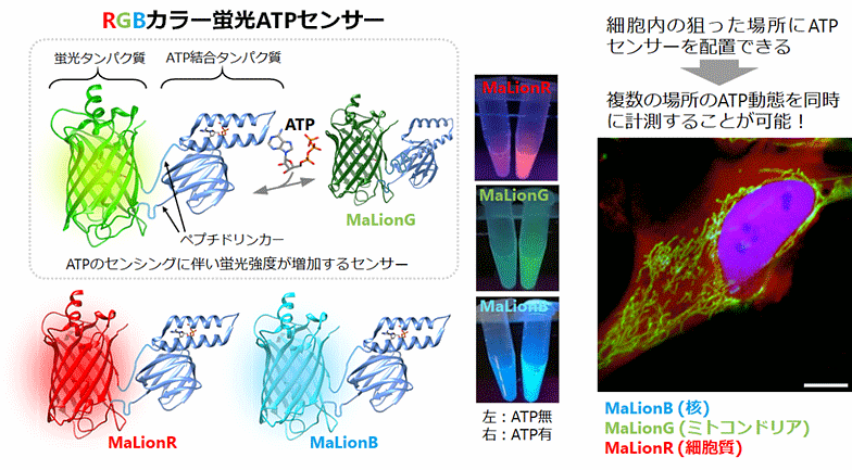 RGBカラー蛍光ATPセンサー図