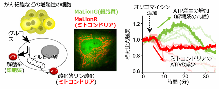 å³2ãããç´°èã®ãã¤ãããã¯ãªATPã®æ¿åº¦å¤åãæããæåä¾