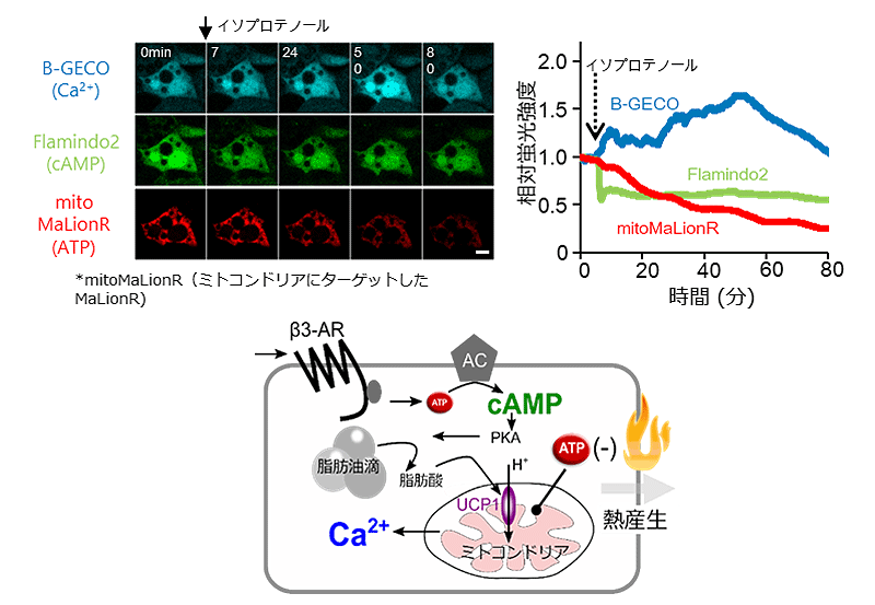 図3　褐色脂肪細胞の熱産生に関わるシグナル伝達系の可視化