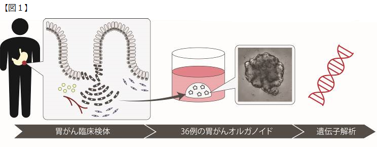 胃がん細胞の増殖メカニズムを解明～胃がんの新規治療法開発に光明～