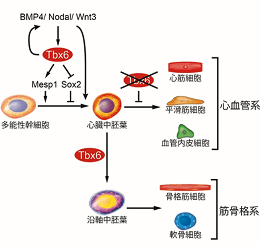 側板中胚葉