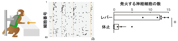 図2. 随意運動中の運動野神経細胞の活動。