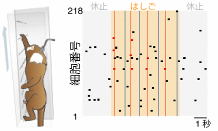 図3. 自由行動環境下におけるカルシウムイメージング。