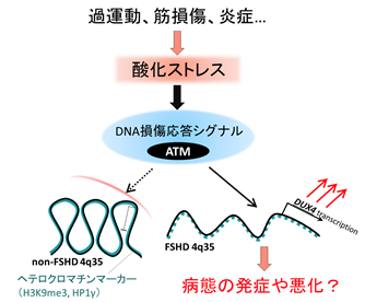 要旨概要図