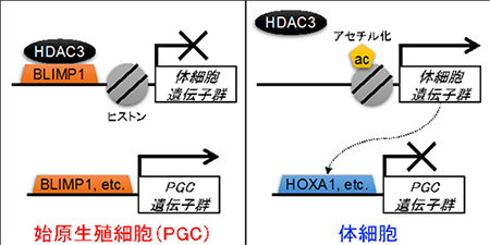 体細胞遺伝子の抑制による生殖細胞形成の分子機構～HDAC3タンパク質による生殖細胞形成の制御～