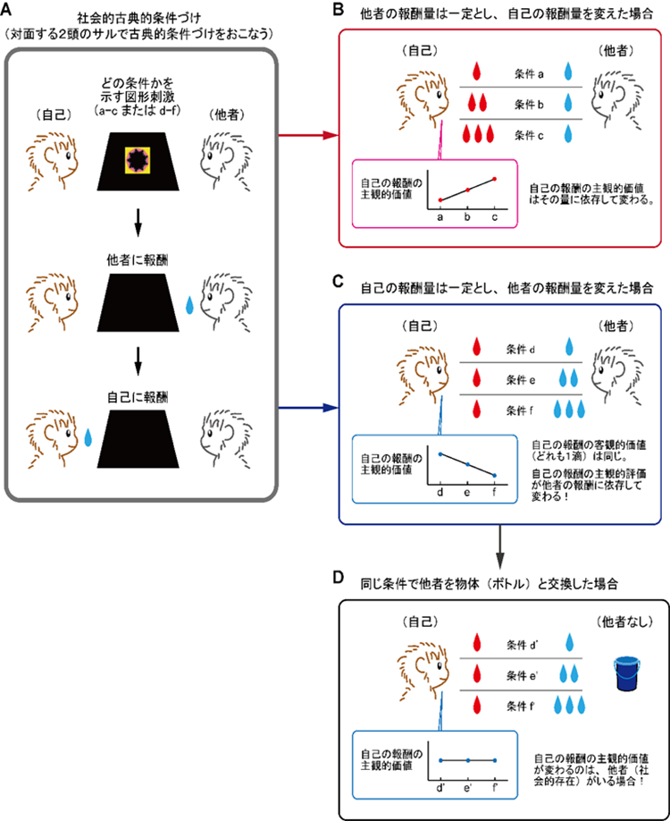 隣の芝生が青く見えるのはサルも同じ サルも他者の得るものが気になる 自己と他者の報酬情報が脳内で処理 統合されるメカニズムの一端を解明 国立研究開発法人日本医療研究開発機構