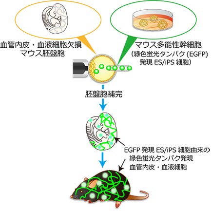 プレスリリース






動物体内で胚盤胞補完法によるマウス多能性幹細胞由来の血管内皮と血液細胞の作製に成功