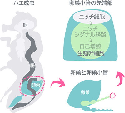 卵子を作り出す新しい調節メカニズムの発見～腸から分泌されるホルモンが卵子の幹細胞増殖を促進する～