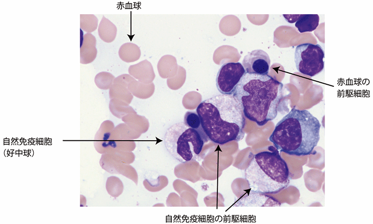 図1．ヒト骨髄における造血像