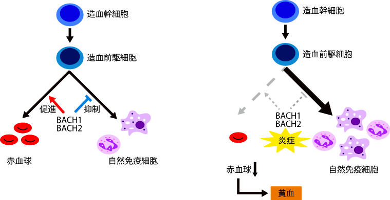 図2．BACH因子による血球分化制御（左）とその異常による貧血発症機序（右）