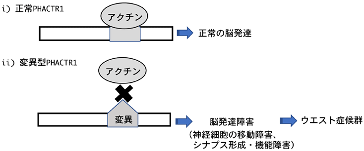 PHACTR1の遺伝子変異によるウエスト症候群の発症メカニズム