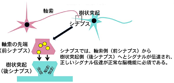 神経細胞の形態