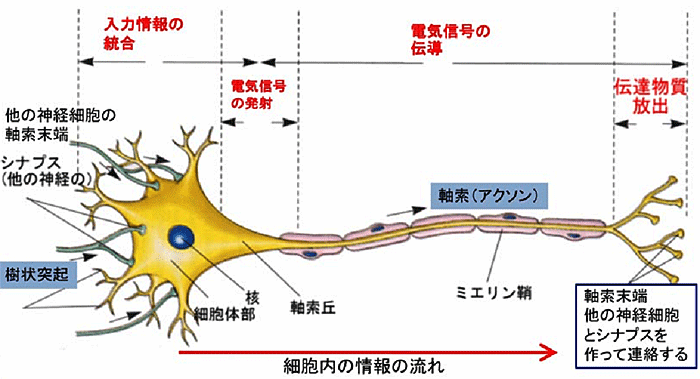 シナプスの役割